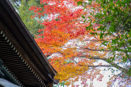 岡崎神社敷地内の紅葉